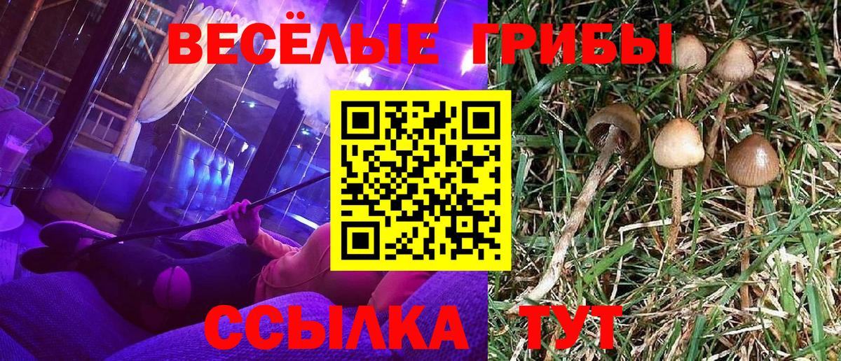 Псилоцибиновые грибы Psilocybe Полевской
